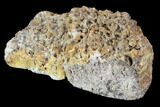 Agatized Fossil Coral Geode - Florida #90216-1